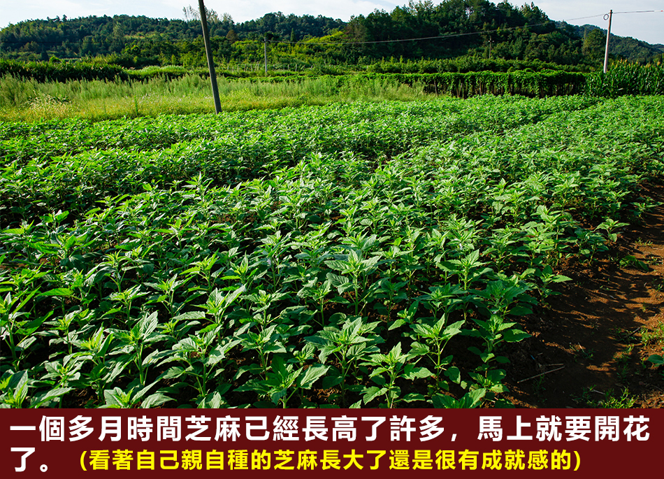 1595991960566128.jpg 1591174927260501.jpg