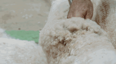 1608199294495193.gif 01.gif
