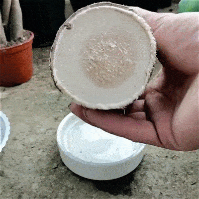 ZT2.gif
