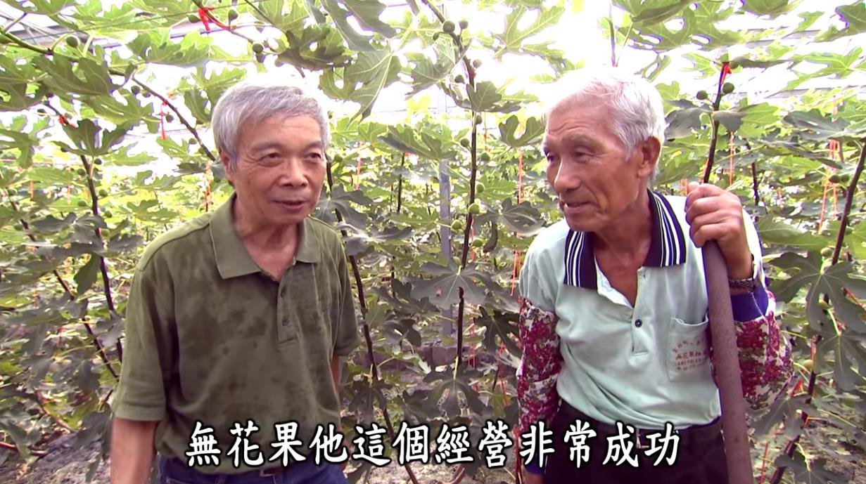 1628648898571088.jpg 1628648898571088 優質無花果乾