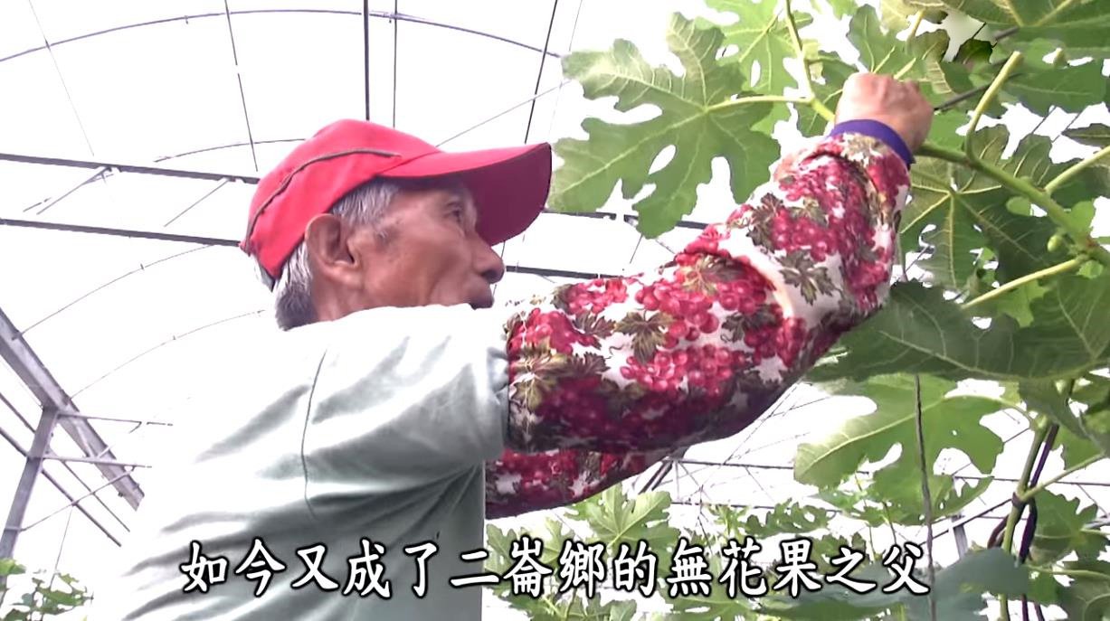 1628648921719659.jpg 優質無花果乾228.jpg