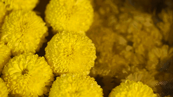 1632302571968134.gif 1632302571968134 菊花決明子枸杞茶