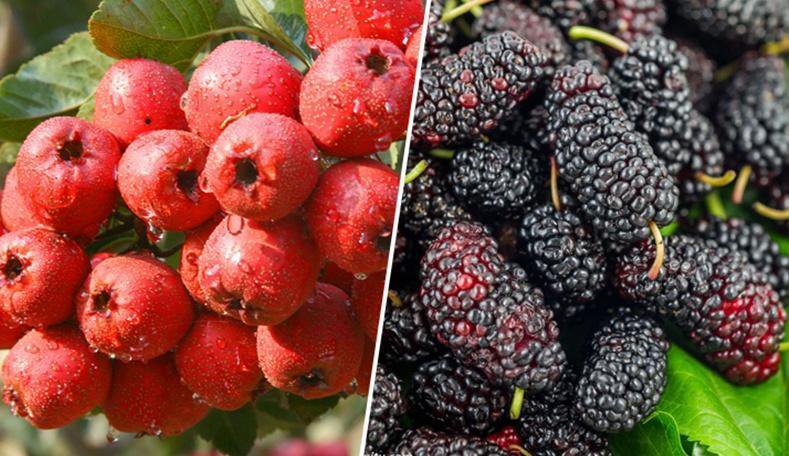 手作桑葚仙楂條 14 05f65ff586b68fba59328337116a26a8 手作桑葚仙楂條