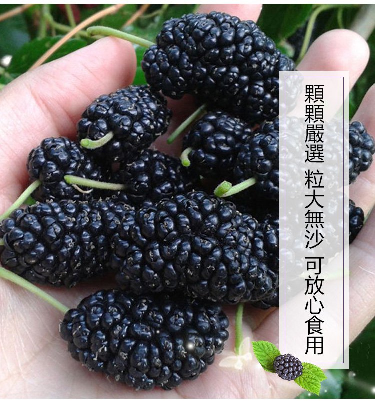 大顆粒有機桑椹幹 25 23364c0d3c0cf41c54983c1352a69da7 大顆粒有機桑椹幹