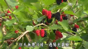 大顆粒有機桑椹幹 5 28c1eca5ed44db732354458f3225a29f 大顆粒有機桑椹幹