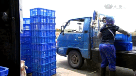 大顆粒有機桑椹幹 9 5fbc35ccf2d6cd4b9b6e81a601b9b013 大顆粒有機桑椹幹