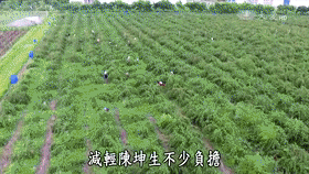 大顆粒有機桑椹幹 10 6c9c883f348efbd1708d5d1ec6086c8c 大顆粒有機桑椹幹