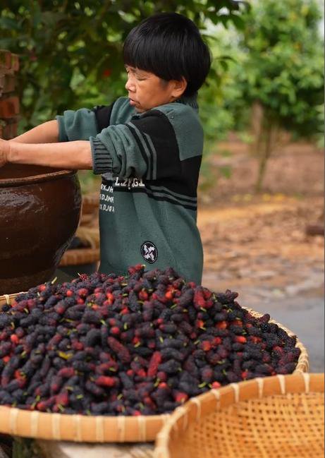 手作桑葚仙楂條 11 6f023968defb6f3390b158da9e103dc8 手作桑葚仙楂條