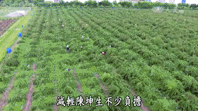 大顆粒有機桑椹幹 8 7423089689983ab33753a69badd0f40b 大顆粒有機桑椹幹