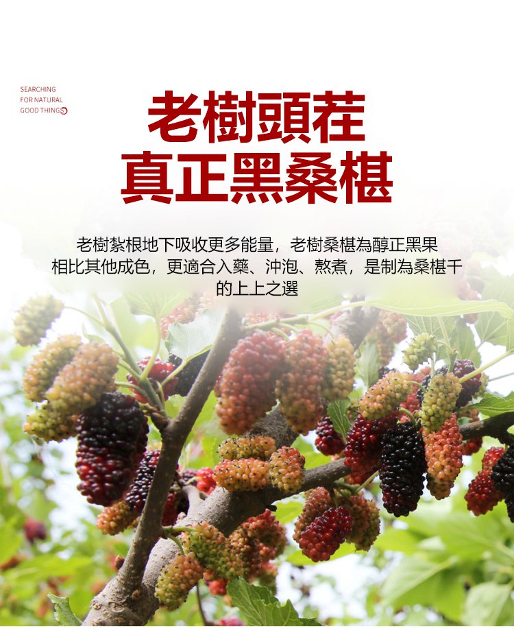 大顆粒有機桑椹幹 17 847539eb9a039d0b6f5bc4dcb4ab1f31 大顆粒有機桑椹幹