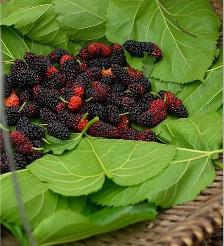 手作桑葚仙楂條 9 bff7ef0cc8acd614b4080ed5d99946dd 手作桑葚仙楂條