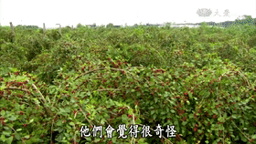 大顆粒有機桑椹幹 4 c452da87f48961e6087ab4c76a28c917 大顆粒有機桑椹幹