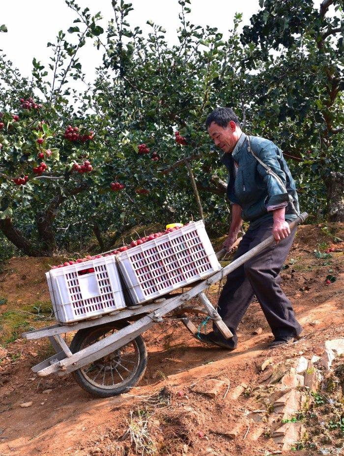 手作桑葚仙楂條 7 d540873757a2af275b8485a77189b719 手作桑葚仙楂條