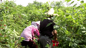 大顆粒有機桑椹幹 6 d5b1b12b543b61ed322414a7f636a3d9 大顆粒有機桑椹幹