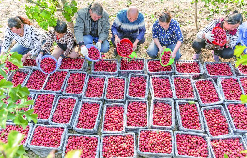 手作桑葚仙楂條 6 ec5506f185a0b6ea1b157fff3b3a6083 手作桑葚仙楂條